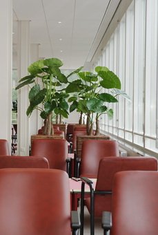 alocasia in banana 1